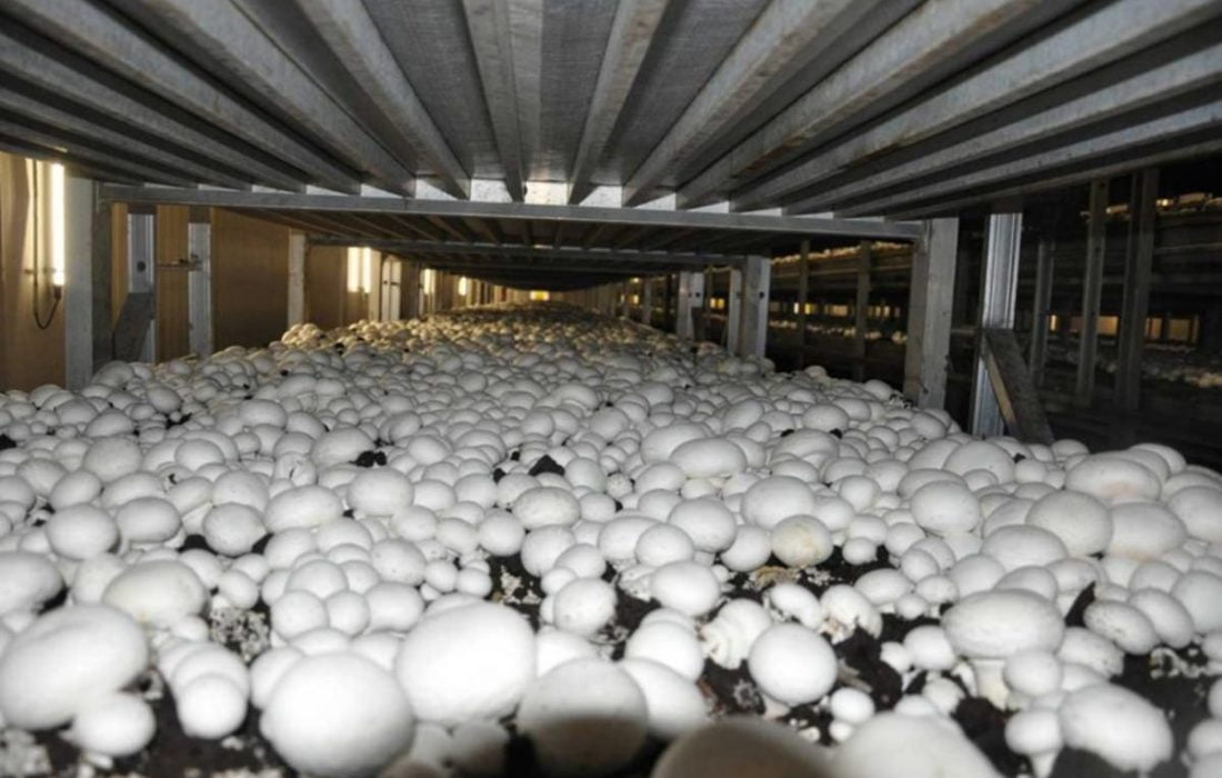 گرمای کم سابقه، واحدهای تولید قارچ را تعطیل کرد / زیان بیش از ۶ هزار تومانی تولید هر کیلوگرم قارچ