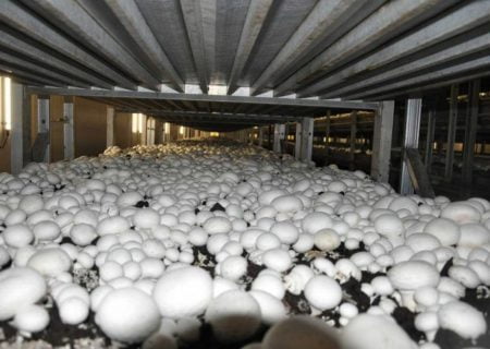 گرمای کم سابقه، واحدهای تولید قارچ را تعطیل کرد / زیان بیش از ۶ هزار تومانی تولید هر کیلوگرم قارچ