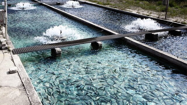 پیش بینی تولید ۱۰۰۰ تن ماهی سردآبی در گلستان