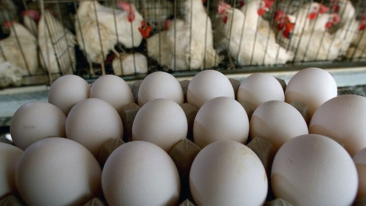 فروش تخم مرغ بیش از قیمت مصوب/ بازار گلستان در انحصار دلالان است