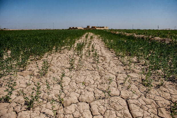 خشکسالی به ۱۰۰ هزار هکتار از مزارع گندم گلستان خسارت زد