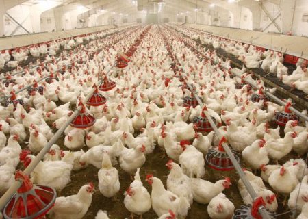 سامانه هوشمند معاملات مرغ برای جلوگیری از ورشکستگی مرغداران