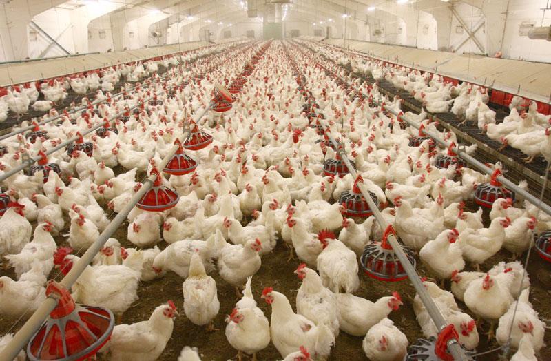 دولت به هشدار تولیدکنندگان مرغ بی اعتناست| یخ‌زده‌ها آتش به مال مرغداران زدند