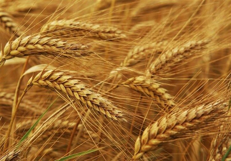 آزادسازی قیمت آرد صنعت موجب کاهش ۳۰ درصدی واردات گندم می شود