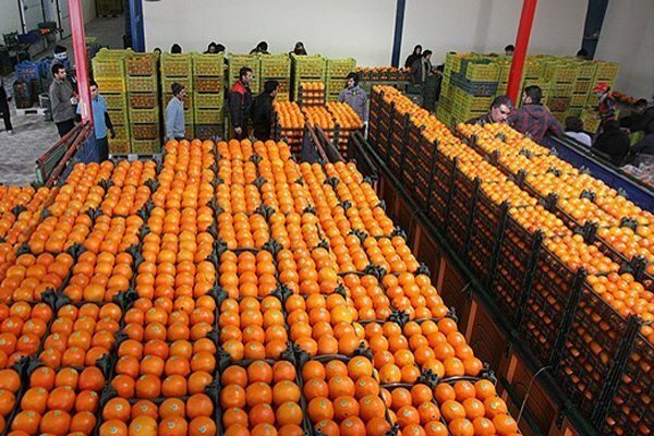 ۲۵۰ تن میوه تنظیم بازار شب عید در گلستان توزیع می شود