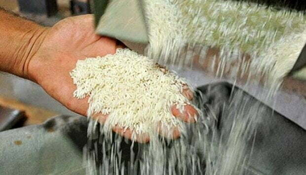 روزگار سیاه طلای سفید هیرکان/ قیمت برنج در گلستان قد کشید