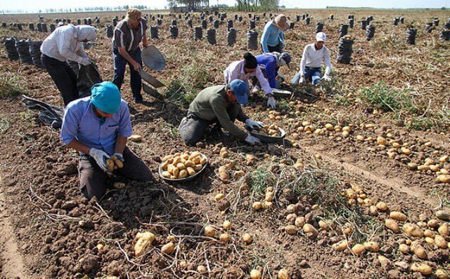 تبدیل فرصت کشت سیب زمینی به تهدید| کشاورزان گلستانی نقشه راه ندارند