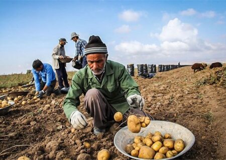 بحران سیب زمینی در گلستان/ دولت نخرید و قیمت ها صعودی شد