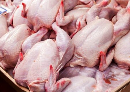 مرغ های مازاد را با فوریت از مرغداران زیان دیده خریداری کنید
