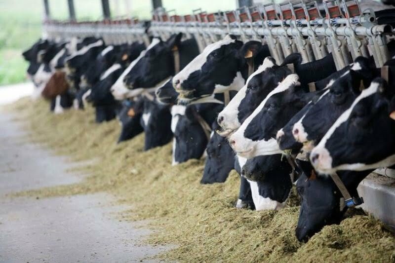 صادرات دام اجرایی نشد/ درخواست برای افزایش قیمت شیر و گوشت