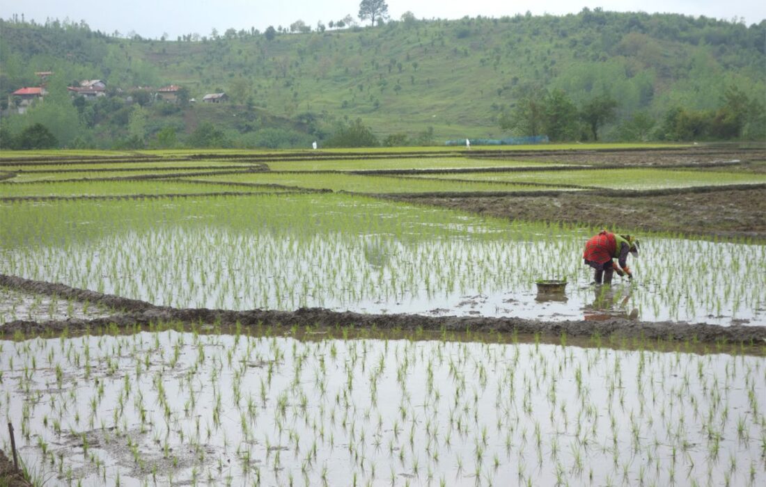 آغاز کشت برنج در گلستان | ۶۵ هزار هکتار از مزارع نشاء شد