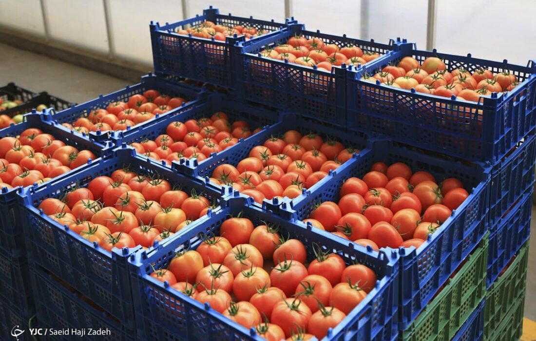 ۱۰ هزار تومان، فاصله قیمت گوجه از اتحادیه تا بازار