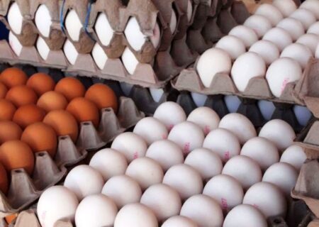 معافیت از عوارض هم کمکی به صادرات تخم مرغ نمی‌ کند