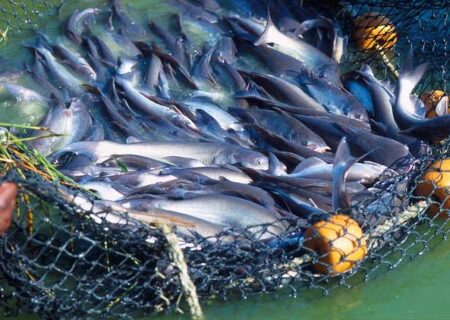 افزایش ۳ برابری قفس‌های دریایی پرورش ماهی تا اسفند