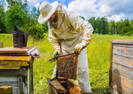 عقب ماندگی صنعت زنبورداری از تکنولوژی| تولید عسل به صرفه نیست