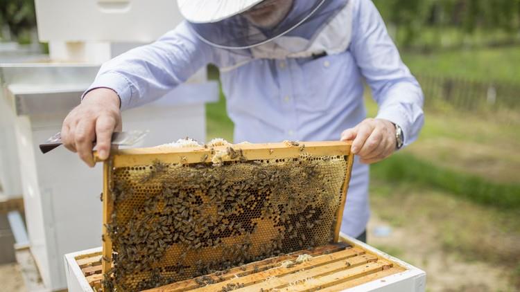 عسل گلستان در فراز و نشیب تولید| کام زنبورداران از حذف یارانه تلخ شد
