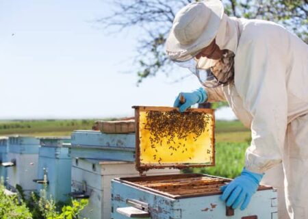 پرداخت تسهیلات بانکی به زنبورداران خسارت دیده از سمپاشی‌