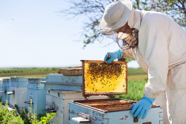 کاهش ۵۰ درصدی جمعیت زنبورهای عسل در گلستان | داروی بی کیفیت عامل تلفات بود