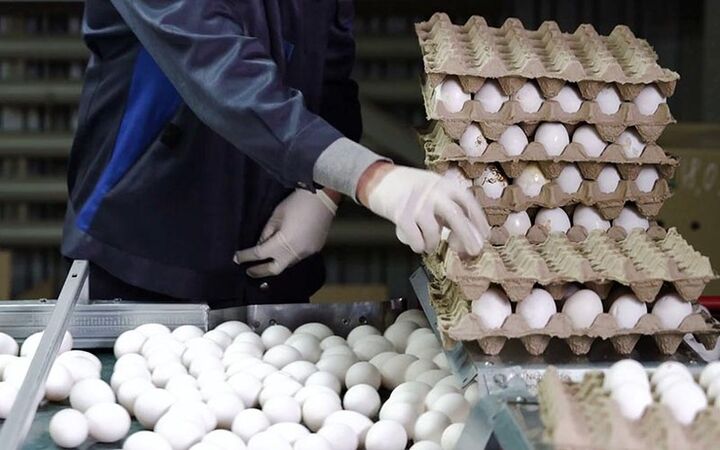 قیمت مصوب تخم مرغ در شهریور ماه اصلاح می‌ شود