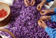 نرخ پایین زعفران در بورس اجحاف در حق کشاورزان است
