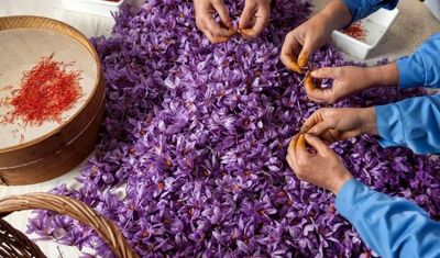 نرخ پایین زعفران در بورس اجحاف در حق کشاورزان است
