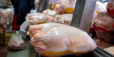 کاهش جوجه ریزی در کشور/قیمت جدید مرغ هفته آینده اعلام می‌شود