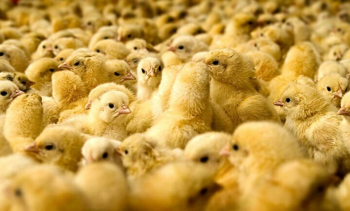 مازاد تولید مرغ به بالای ۵۰ هزار تن رسید