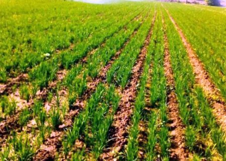 خشکه‌کاری برنج راهی برای مقابله با خشکسالی | ضعف جهاد در «ترویج»
