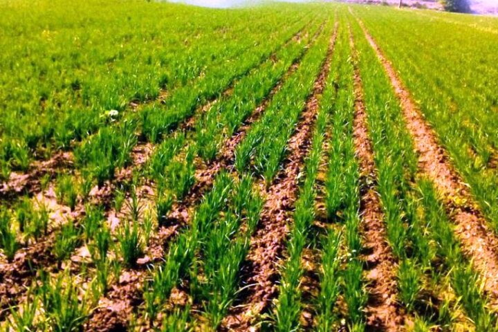 خشکه‌کاری برنج راهی برای مقابله با خشکسالی | ضعف جهاد در «ترویج»