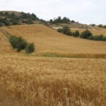 دیمزار