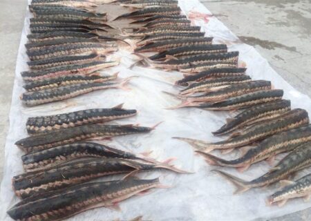 تمدید ممنوعیت صید تجاری ماهیان خاویاری خزر