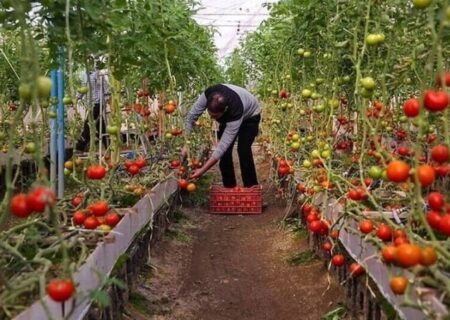 افتتاح بزرگترین گلخانه تولید محصولات کشاورزی در گلستان