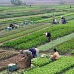 محصولات کشاورزی