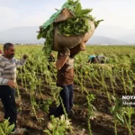 برداشت توتون در گلستان