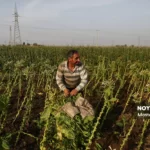 برداشت توتون در گلستان