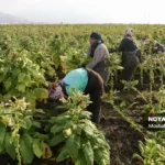 برداشت توتون در گلستان