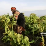 برداشت توتون در گلستان