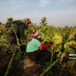 برداشت توتون در گلستان