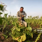 برداشت توتون در گلستان