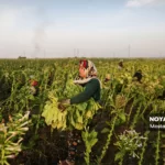 برداشت توتون در گلستان