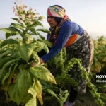 برداشت توتون در گلستان