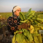 برداشت توتون در گلستان