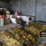 برداشت توتون در گلستان