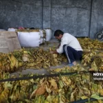 برداشت توتون در گلستان