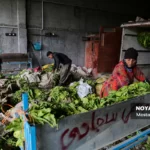 برداشت توتون در گلستان
