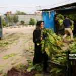 برداشت توتون در گلستان