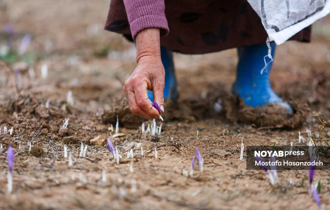 سرما و یخبندان به مزارع زعفران گلستان آسیب زد