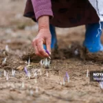 برداشت زعفران در وامنان گلستان