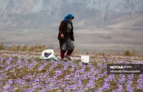 ایران؛ تامین کننده ۸۵ درصد زعفران دنیا