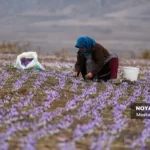 برداشت زعفران در وامنان گلستان